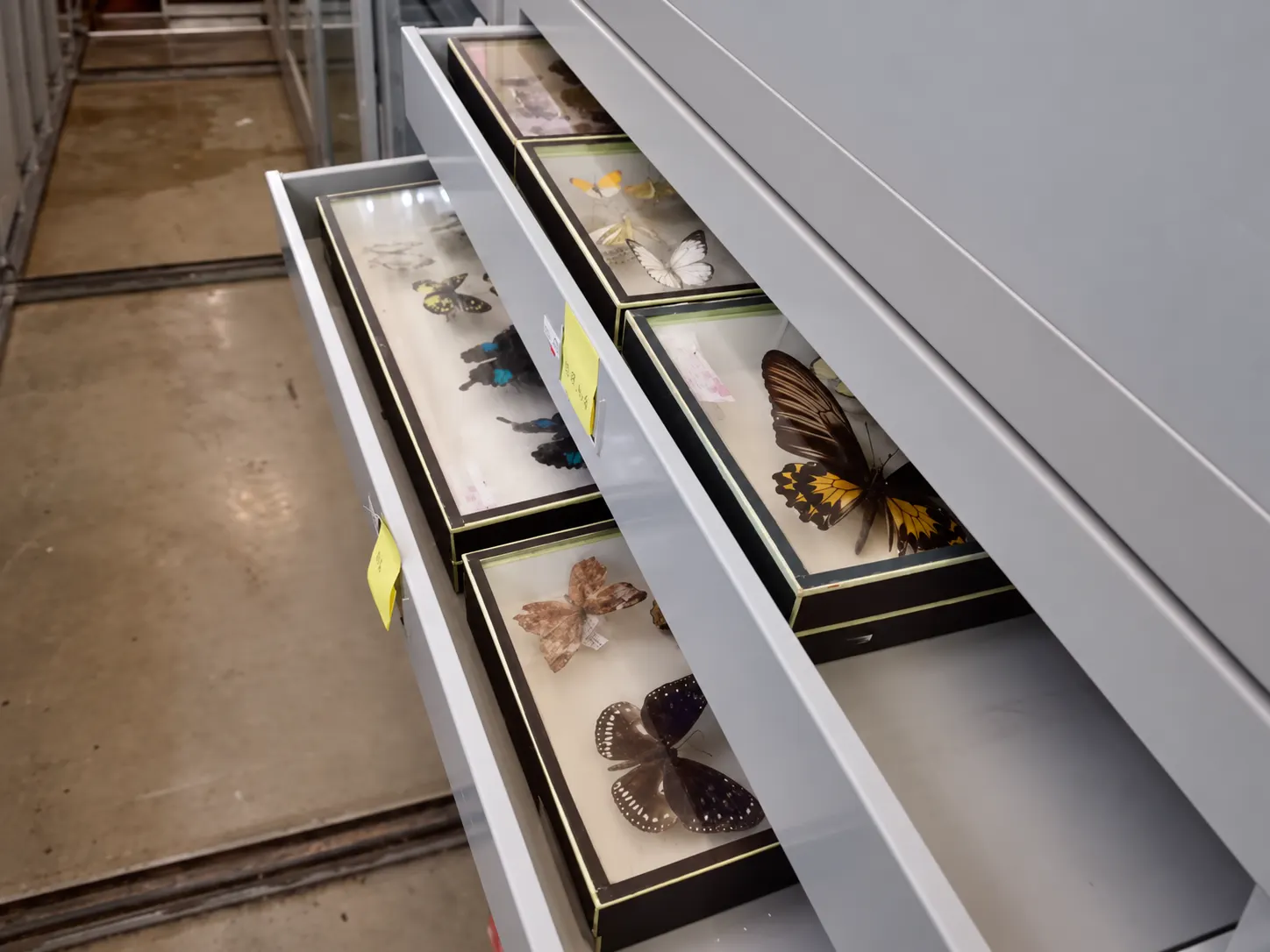 Butterfly specimen drawers in open storage cabinet
