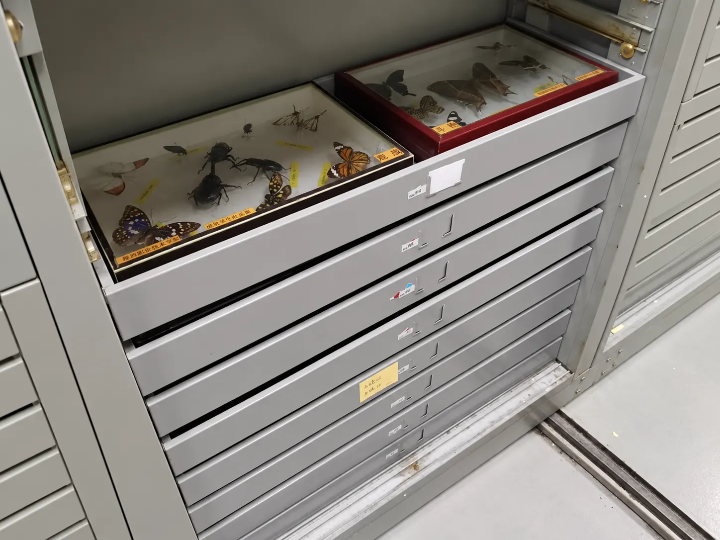 Insect specimen storage drawer detail