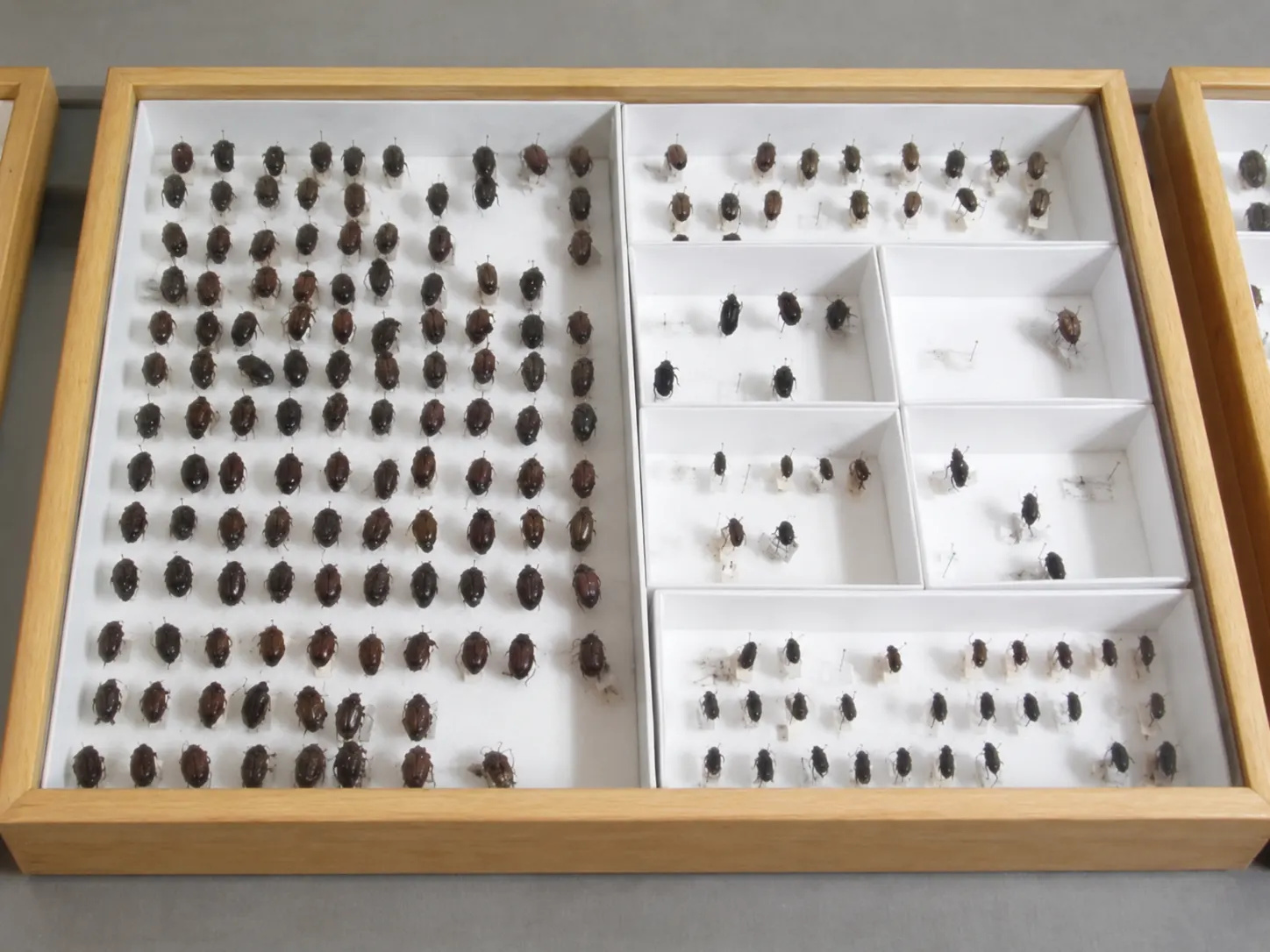 Pinned insect specimens organized in an entomology drawer